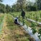 Babinsa Aktif Dampingi Petani Cabe, Wujud Nyata Kepedulian TNI terhadap Ketahanan Pangan Babinsa Aktif Dampingi Petani Cabe, Wujud Nyata Kepedulian TNI terhadap Ketahanan Pangan