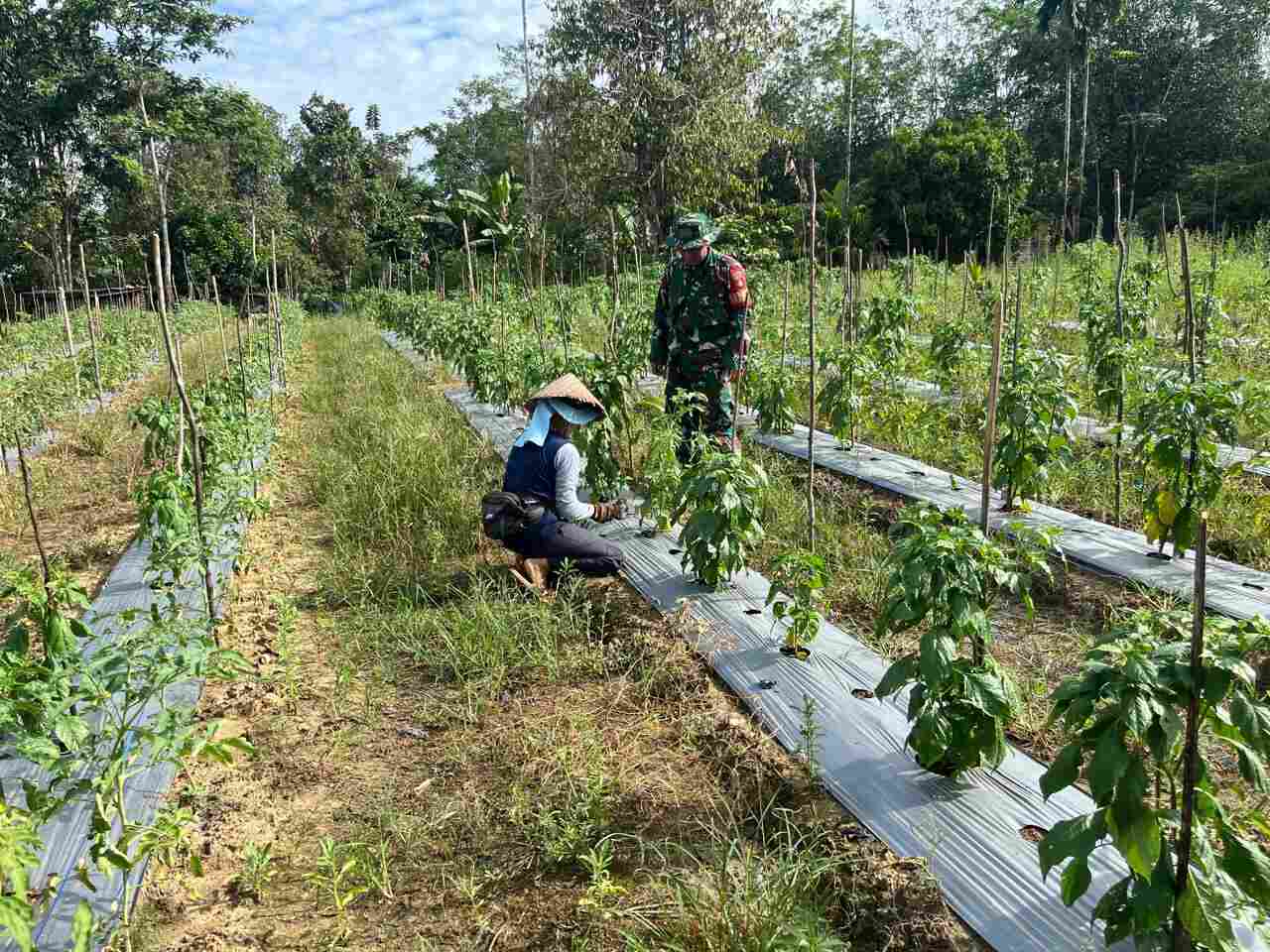 Babinsa Aktif Dampingi Petani Cabe, Wujud Nyata Kepedulian TNI terhadap Ketahanan Pangan Babinsa Aktif Dampingi Petani Cabe, Wujud Nyata Kepedulian TNI terhadap Ketahanan Pangan