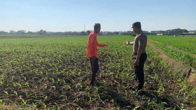
Bhabinkamtibmas Kademangan Turun ke Sawah, Perkuat Ketahanan Pangan dan Ajak Petani Jaga Kamtibmas