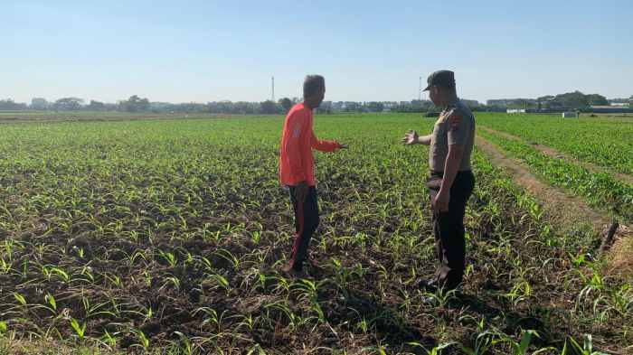 Bhabinkamtibmas Kademangan Turun ke Sawah, Perkuat Ketahanan Pangan dan Ajak Petani Jaga Kamtibmas Bhabinkamtibmas Kademangan Turun ke Sawah, Perkuat Ketahanan Pangan dan Ajak Petani Jaga Kamtibmas