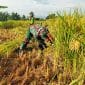 Koramil Wonomerto Kawal Panen Padi Petani, Perkuat Ketahanan Pangan Nasional dari Desa Koramil Wonomerto Kawal Panen Padi Petani, Perkuat Ketahanan Pangan Nasional dari Desa
