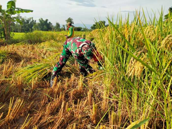 Koramil Wonomerto Kawal Panen Padi Petani, Perkuat Ketahanan Pangan Nasional dari Desa Koramil Wonomerto Kawal Panen Padi Petani, Perkuat Ketahanan Pangan Nasional dari Desa
