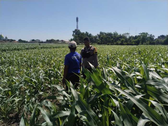 Polisi Turun ke Lahan Jagung di Tongas, Perkuat Program Ketahanan Pangan Nasional Polisi Turun ke Lahan Jagung di Tongas, Perkuat Program Ketahanan Pangan Nasional