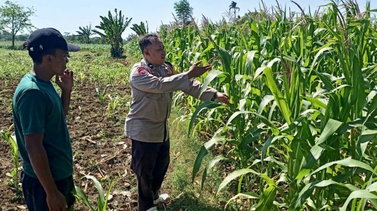 Bhabinkamtibmas Wonomerto Turun ke Lahan Jagung, Pastikan Tanaman Tumbuh Optimal