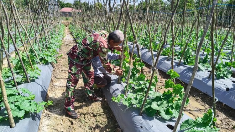 Dari Lahan Tidur Menjadi Lahan Produktif, Babinsa Tabalong Kawal Budidaya Melon Warga