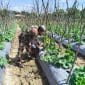 Dari Lahan Tidur Menjadi Lahan Produktif, Babinsa Tabalong Kawal Budidaya Melon Warga