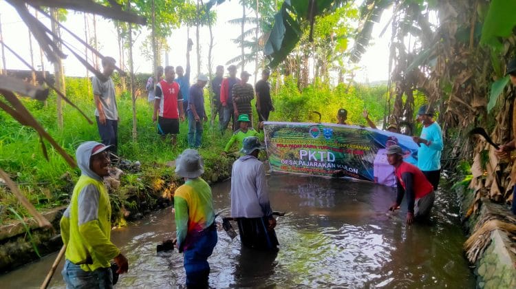Cegah Pendangkalan dan Risiko Banjir, Pemdes Pajarakan Kulon Fokus Bersihkan Saluran Irigasi
