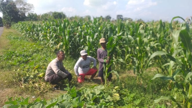 
Polisi Sambangi Lahan Jagung di Wonoasih, Siap Dampingi Petani Hadapi Kendala di Lapangan