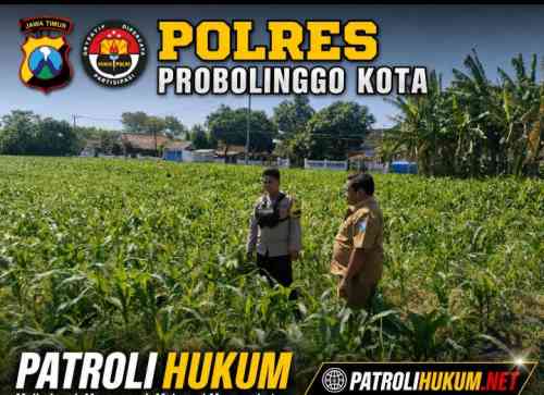 Polisi Dampingi Lahan Jagung Milik Ponpes di Tongas, Perkuat Program Ketahanan Pangan Nasional Polisi Dampingi Lahan Jagung Milik Ponpes di Tongas, Perkuat Program Ketahanan Pangan Nasional