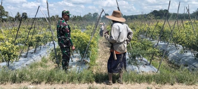 
Babinsa Koramil 1008-06/Banua Lawas Terjun Langsung Dampingi Petani dan Pekebun Desa Hapalah