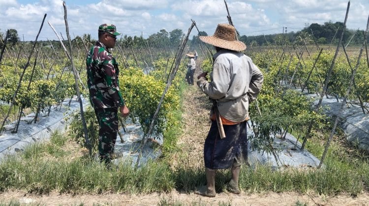 Babinsa Koramil 1008-06/Banua Lawas Terjun Langsung Dampingi Petani dan Pekebun Desa Hapalah