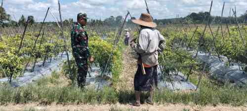 Babinsa Koramil 1008-06/Banua Lawas Terjun Langsung Dampingi Petani dan Pekebun Desa Hapalah Babinsa Koramil 1008-06/Banua Lawas Terjun Langsung Dampingi Petani dan Pekebun Desa Hapalah