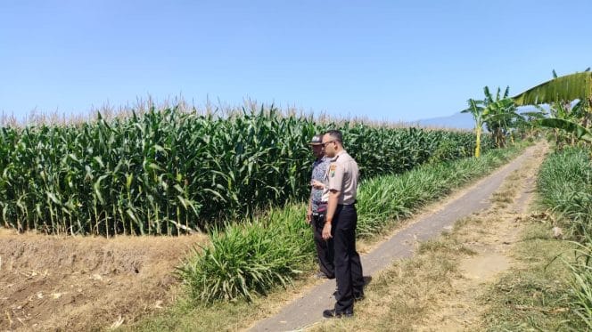 
Polisi Dampingi Petani Jagung di Sumberasih, Lahan 1,3 Hektare Diproyeksikan Panen Agustus 2026