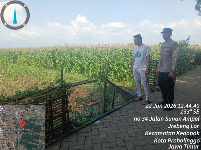 
Polsubsektor Kedopok Kawal Lahan Jagung Warga, Perkuat Ketahanan Pangan Nasional di Probolinggo Kota