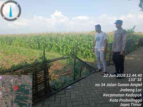 Polsubsektor Kedopok Kawal Lahan Jagung Warga, Perkuat Ketahanan Pangan Nasional di Probolinggo Kota Polsubsektor Kedopok Kawal Lahan Jagung Warga, Perkuat Ketahanan Pangan Nasional di Probolinggo Kota