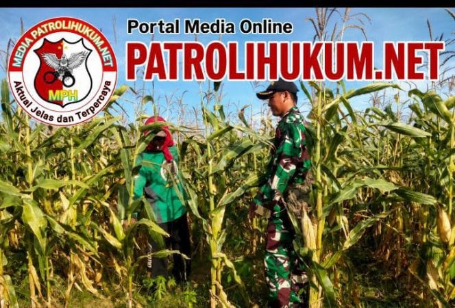 
Koramil Wonomerto Lakukan Pendampingan Dan Pengawasan Tanaman Jagung