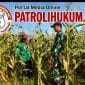 Koramil Wonomerto Lakukan Pendampingan Dan Pengawasan Tanaman Jagung Koramil Wonomerto Lakukan Pendampingan Dan Pengawasan Tanaman Jagung