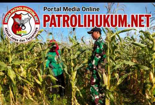 Koramil Wonomerto Lakukan Pendampingan Dan Pengawasan Tanaman Jagung Koramil Wonomerto Lakukan Pendampingan Dan Pengawasan Tanaman Jagung