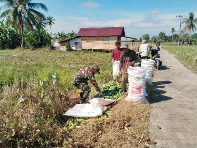 
Panen Mentimun Bersama Babinsa, Petani Desa Taras Padang Semakin Termotivasi