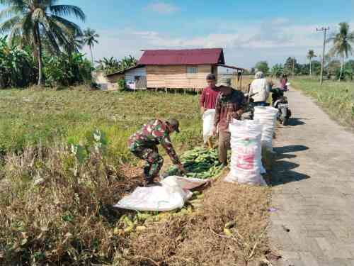 Panen Mentimun Bersama Babinsa, Petani Desa Taras Padang Semakin Termotivasi Panen Mentimun Bersama Babinsa, Petani Desa Taras Padang Semakin Termotivasi