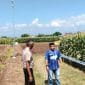 Polsek Sumberasih Monitoring Lahan Jagung 21,5 Hektare di Desa Pesisir, Dukung Ketahanan Pangan Nasional Polsek Sumberasih Monitoring Lahan Jagung 21,5 Hektare di Desa Pesisir, Dukung Ketahanan Pangan Nasional