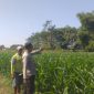 Polsek Wonoasih Monitoring Lahan Jagung 4.000 Meter Persegi, Perkuat Pendampingan Petani