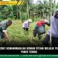 Babinsa Pererat Kemanunggalan Dengan Petani Melalui Pendampingan Panen Terong