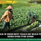 Kemanunggalan TNI Dengan Rakyat Terjalin Erat Melalui Pendampingan Babinsa Kepada Petani Sayuran