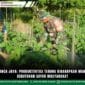 Babinsa Panca Jaya: Produktivitas Terong Diharapkan Mampu Penuhi Kebutuhan Sayur Masyarakat Babinsa Panca Jaya: Produktivitas Terong Diharapkan Mampu Penuhi Kebutuhan Sayur Masyarakat