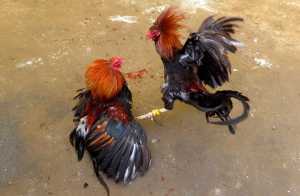 Arena Sabung Ayam Ngronggot: Simbol Kegagalan Penegakan Hukum di Jawa Timur