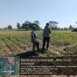 Polsek Sumberasih Dampingi Petani Jagung, Perkuat Ketahanan Pangan di Probolinggo Polsek Sumberasih Dampingi Petani Jagung, Perkuat Ketahanan Pangan di Probolinggo