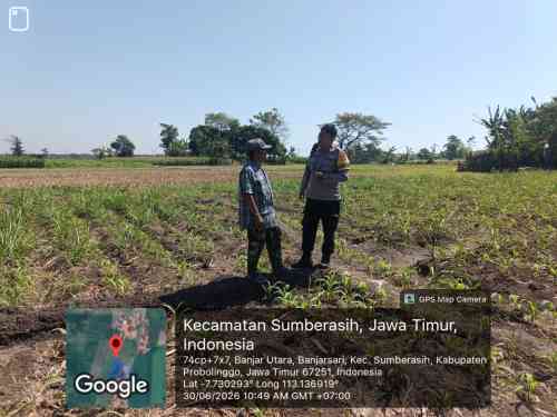 Polsek Sumberasih Dampingi Petani Jagung, Perkuat Ketahanan Pangan di Probolinggo Polsek Sumberasih Dampingi Petani Jagung, Perkuat Ketahanan Pangan di Probolinggo