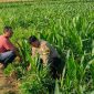 Patroli Polsubsektor Kanigaran Sambangi Petani Jagung, Pastikan Keamanan dan Dukung Ketahanan Pangan Patroli Polsubsektor Kanigaran Sambangi Petani Jagung, Pastikan Keamanan dan Dukung Ketahanan Pangan