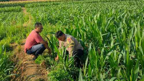 Patroli Polsubsektor Kanigaran Sambangi Petani Jagung, Pastikan Keamanan dan Dukung Ketahanan Pangan Patroli Polsubsektor Kanigaran Sambangi Petani Jagung, Pastikan Keamanan dan Dukung Ketahanan Pangan