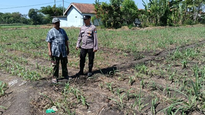 
Polsek Sumberasih Dampingi Petani Rawat Lahan Jagung 9 Hektare, Perkuat Ketahanan Pangan Nasional
