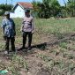 Polsek Sumberasih Dampingi Petani Rawat Lahan Jagung 9 Hektare, Perkuat Ketahanan Pangan Nasional
