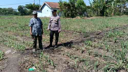 Polsek Sumberasih Dampingi Petani Rawat Lahan Jagung 9 Hektare, Perkuat Ketahanan Pangan Nasional