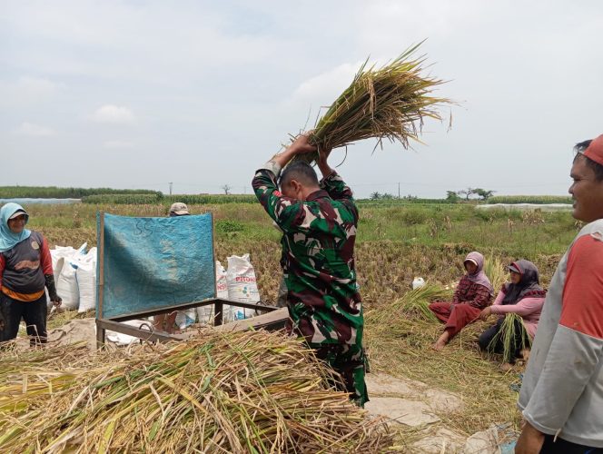 
Koramil Tegalsiwalan Lakukan Pendampingan Dalam Proses Panen Padi Di Wilayah Binaan