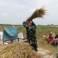 Koramil Tegalsiwalan Lakukan Pendampingan Dalam Proses Panen Padi Di Wilayah Binaan Koramil Tegalsiwalan Lakukan Pendampingan Dalam Proses Panen Padi Di Wilayah Binaan