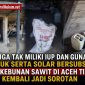 Diduga Tak Miliki IUP dan Gunakan Pupuk serta Solar Bersubsidi, Perkebunan Sawit di Aceh Timur Kembali Jadi Sorotan