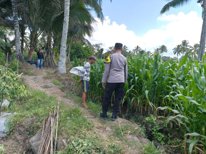 
Dukung Asta Cita Presiden, Kapolsek Candipuro Tinjau Pertumbuhan Jagung Advanta di Sumberrejo