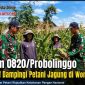 Kodim 0820/Probolinggo Intensif Dampingi Petani Jagung di Wonomerto Kodim 0820/Probolinggo Intensif Dampingi Petani Jagung di Wonomerto