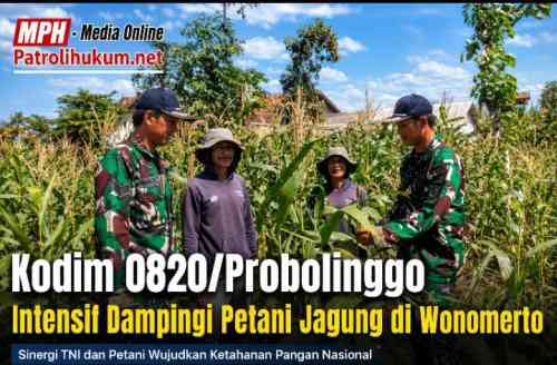 Kodim 0820/Probolinggo Intensif Dampingi Petani Jagung di Wonomerto Kodim 0820/Probolinggo Intensif Dampingi Petani Jagung di Wonomerto