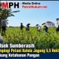 Polsek Sumberasih Dampingi Petani Kelola Jagung 5,5 Hektare Dukung Ketahanan Pangan Polsek Sumberasih Dampingi Petani Kelola Jagung 5,5 Hektare Dukung Ketahanan Pangan