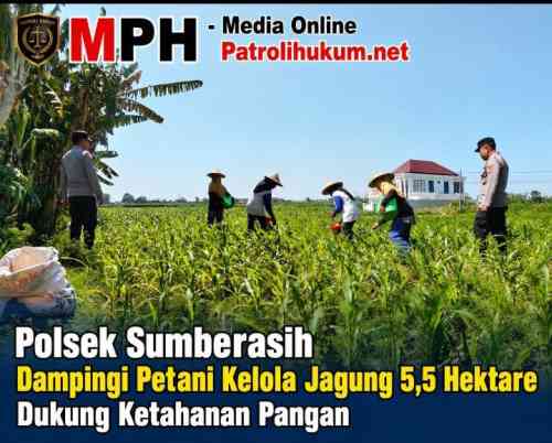 Polsek Sumberasih Dampingi Petani Kelola Jagung 5,5 Hektare Dukung Ketahanan Pangan Polsek Sumberasih Dampingi Petani Kelola Jagung 5,5 Hektare Dukung Ketahanan Pangan