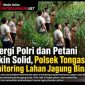 Sinergi Polri dan Petani Makin Solid, Polsek Tongas Monitoring Lahan Jagung Binaan Sinergi Polri dan Petani Makin Solid, Polsek Tongas Monitoring Lahan Jagung Binaan