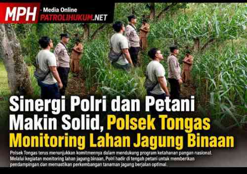 Sinergi Polri dan Petani Makin Solid, Polsek Tongas Monitoring Lahan Jagung Binaan Sinergi Polri dan Petani Makin Solid, Polsek Tongas Monitoring Lahan Jagung Binaan