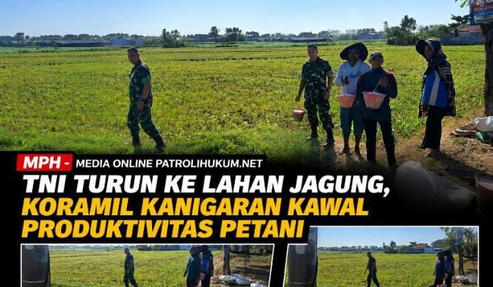 TNI Turun ke Lahan Jagung, Koramil Kanigaran Kawal Produktivitas Petani