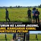 TNI Turun ke Lahan Jagung, Koramil Kanigaran Kawal Produktivitas Petani TNI Turun ke Lahan Jagung, Koramil Kanigaran Kawal Produktivitas Petani
