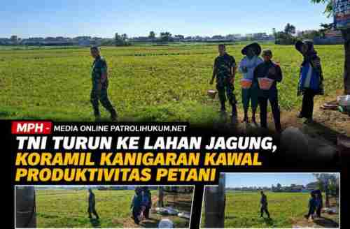TNI Turun ke Lahan Jagung, Koramil Kanigaran Kawal Produktivitas Petani TNI Turun ke Lahan Jagung, Koramil Kanigaran Kawal Produktivitas Petani